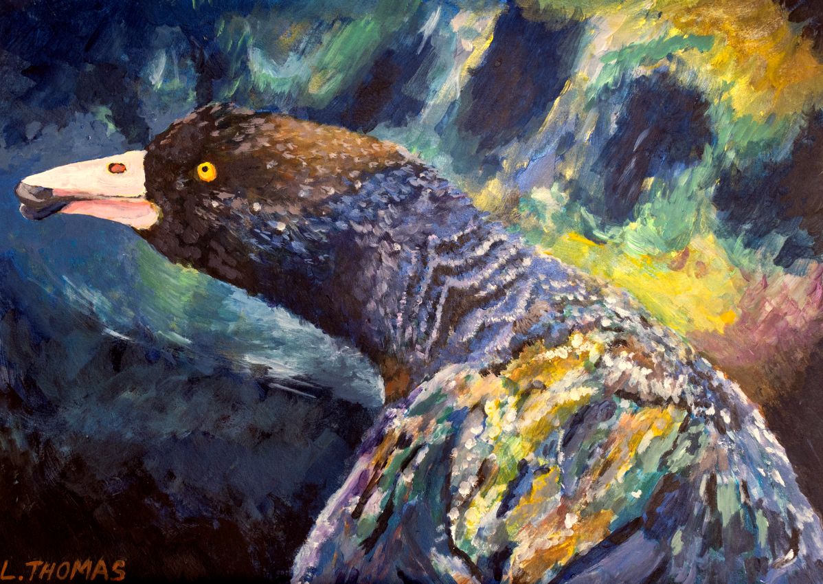 Whio on the Whakapapanui Stream