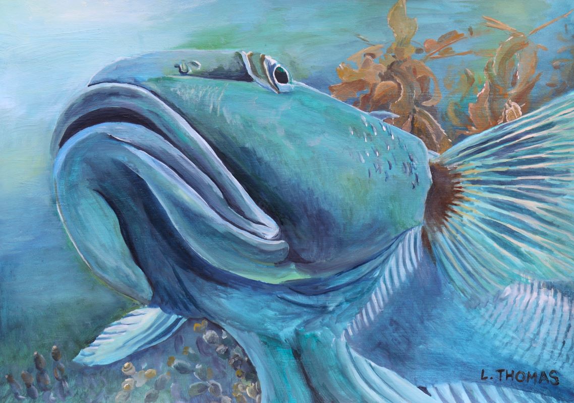 Boris the Blue Cod by Louise Thomas