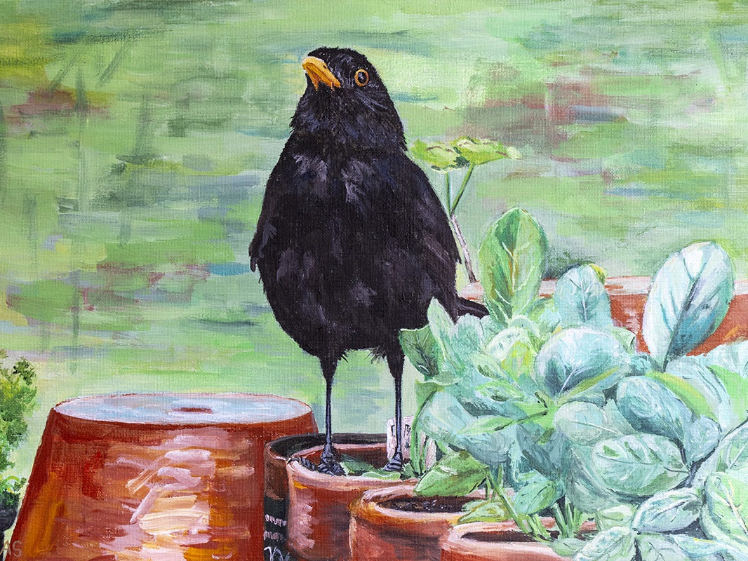 The Little Garden Helper blackbird