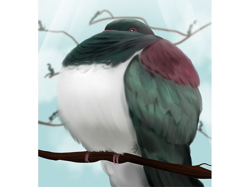 Kereru Print kereru