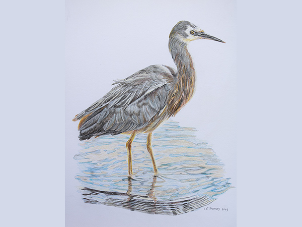 White-faced heron art