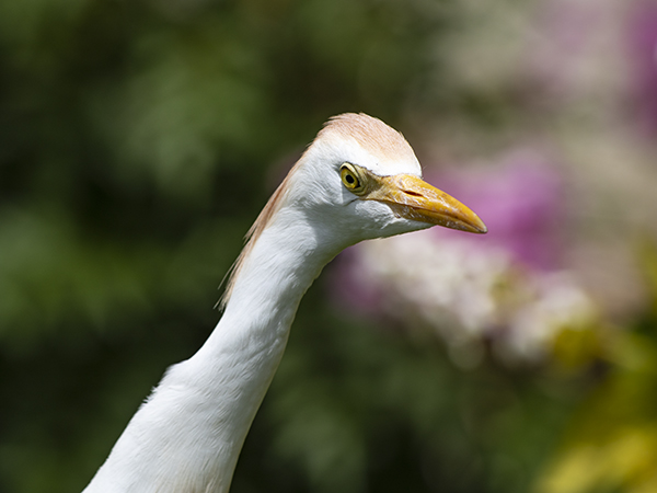 cattle egret