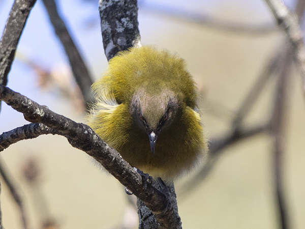 bellbird