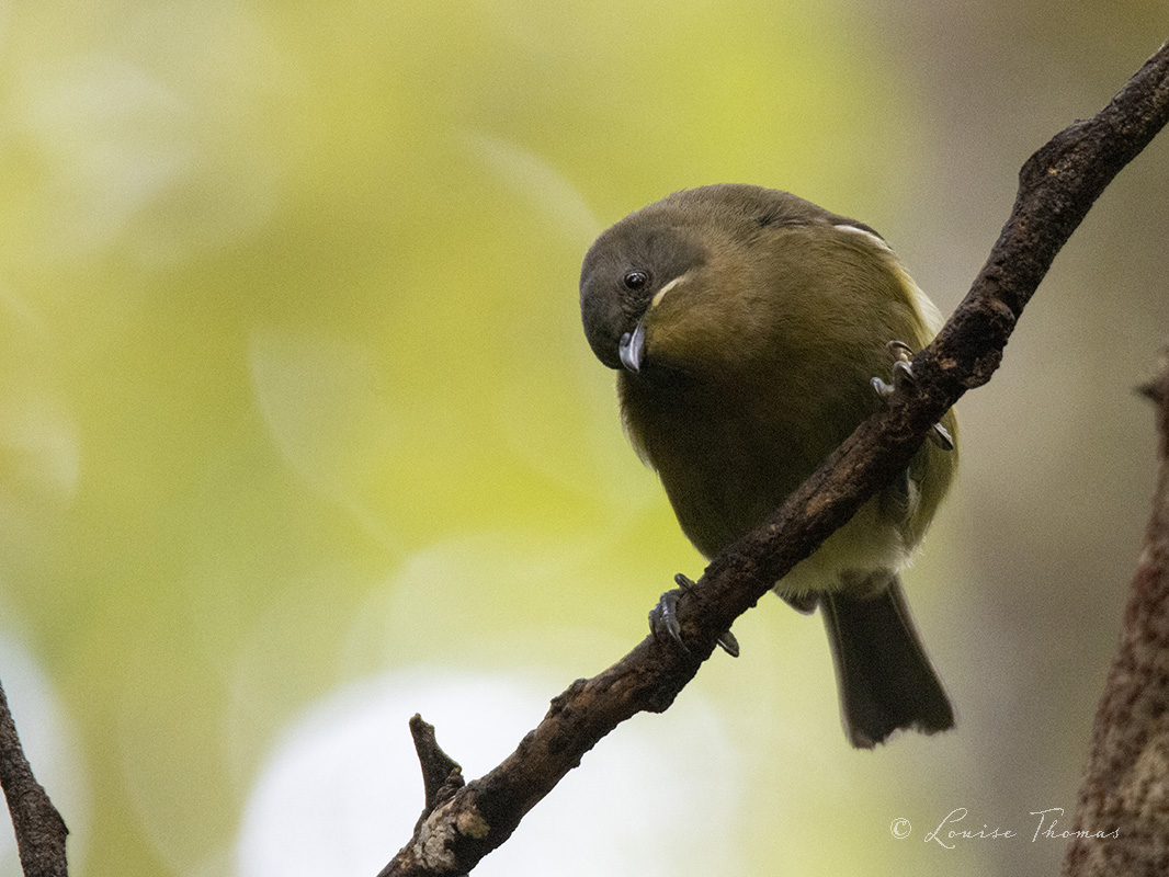 bellbird