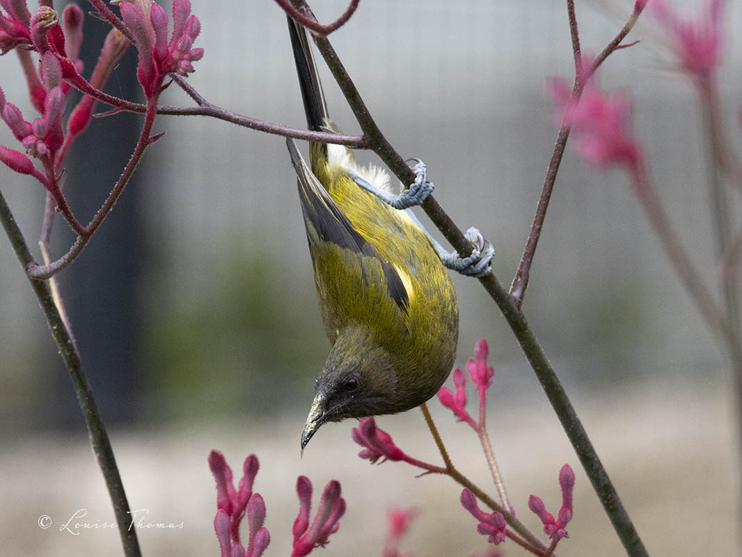 bellbird