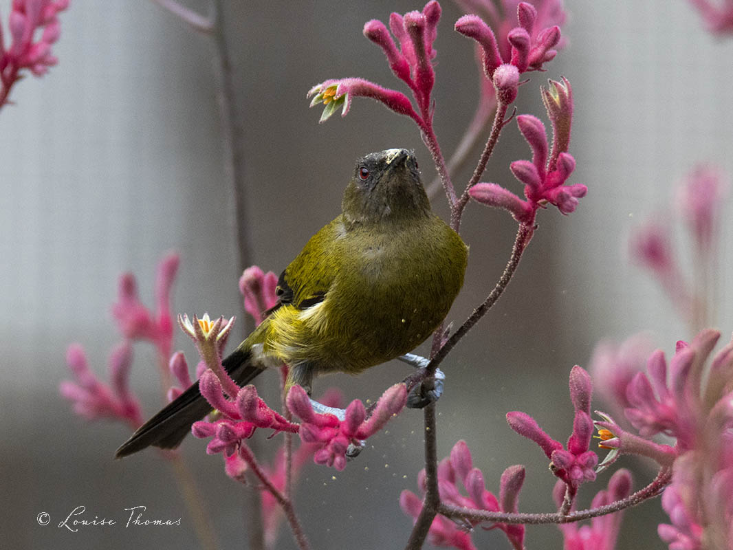 bellbird