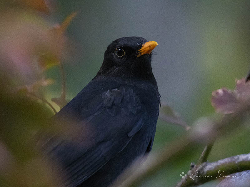 blackbird