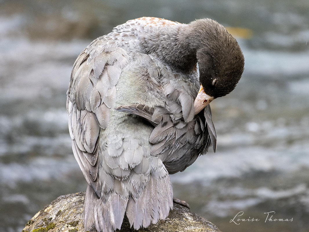 Wild birds of NZ calendar - SOLD OUT blue duck