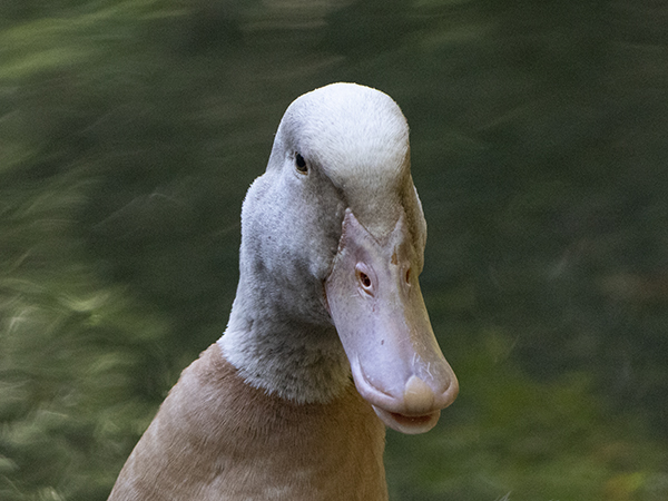buff orpington duck