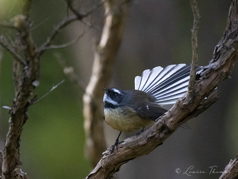 fantail