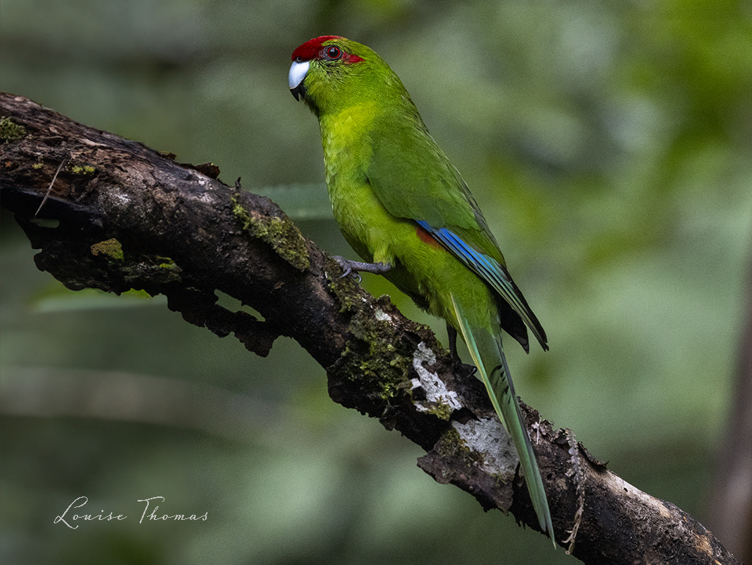 Wild birds of NZ calendar - SOLD OUT red-crowned parakeet