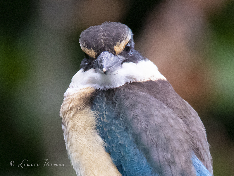 kingfisher