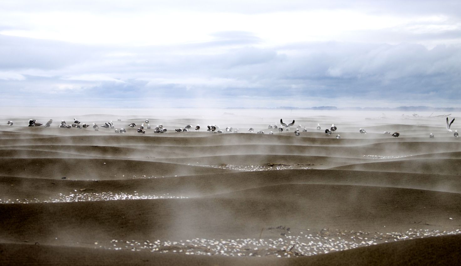 Kelp gulls in the mist by Louise Thomas