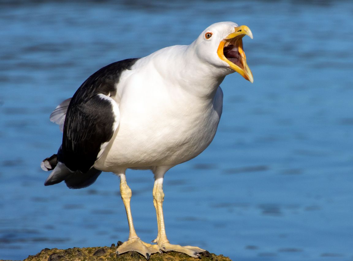 Black-backed Gull Mouth Open, Hutt Estuary