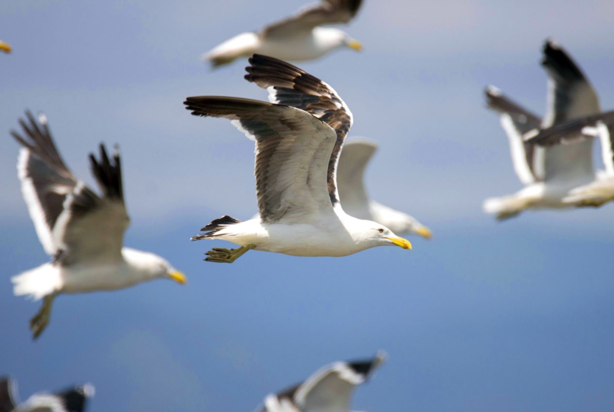 Black-backed Gulls in Flight, Foxton