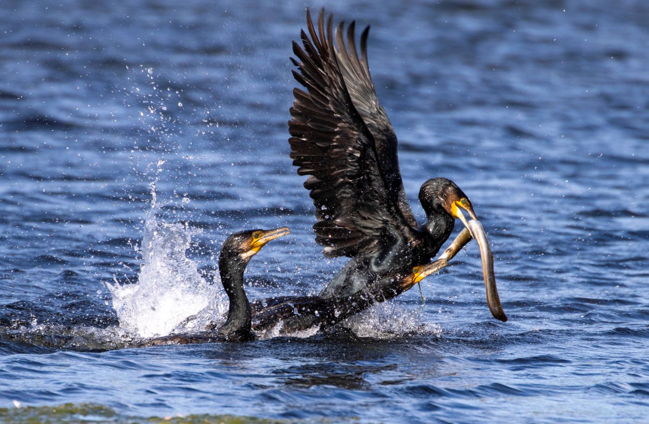 Black Shags with Eel, Lake Henley, Masterton