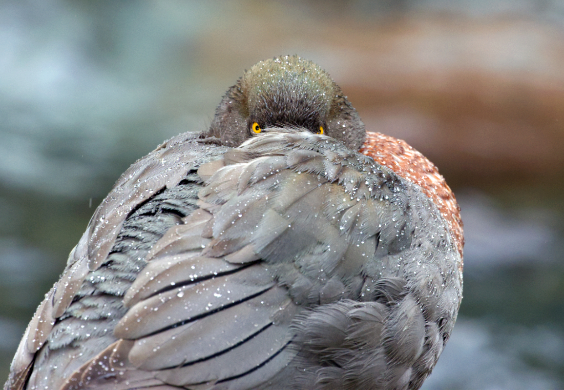 Blue Duck, Mt Ruapehu