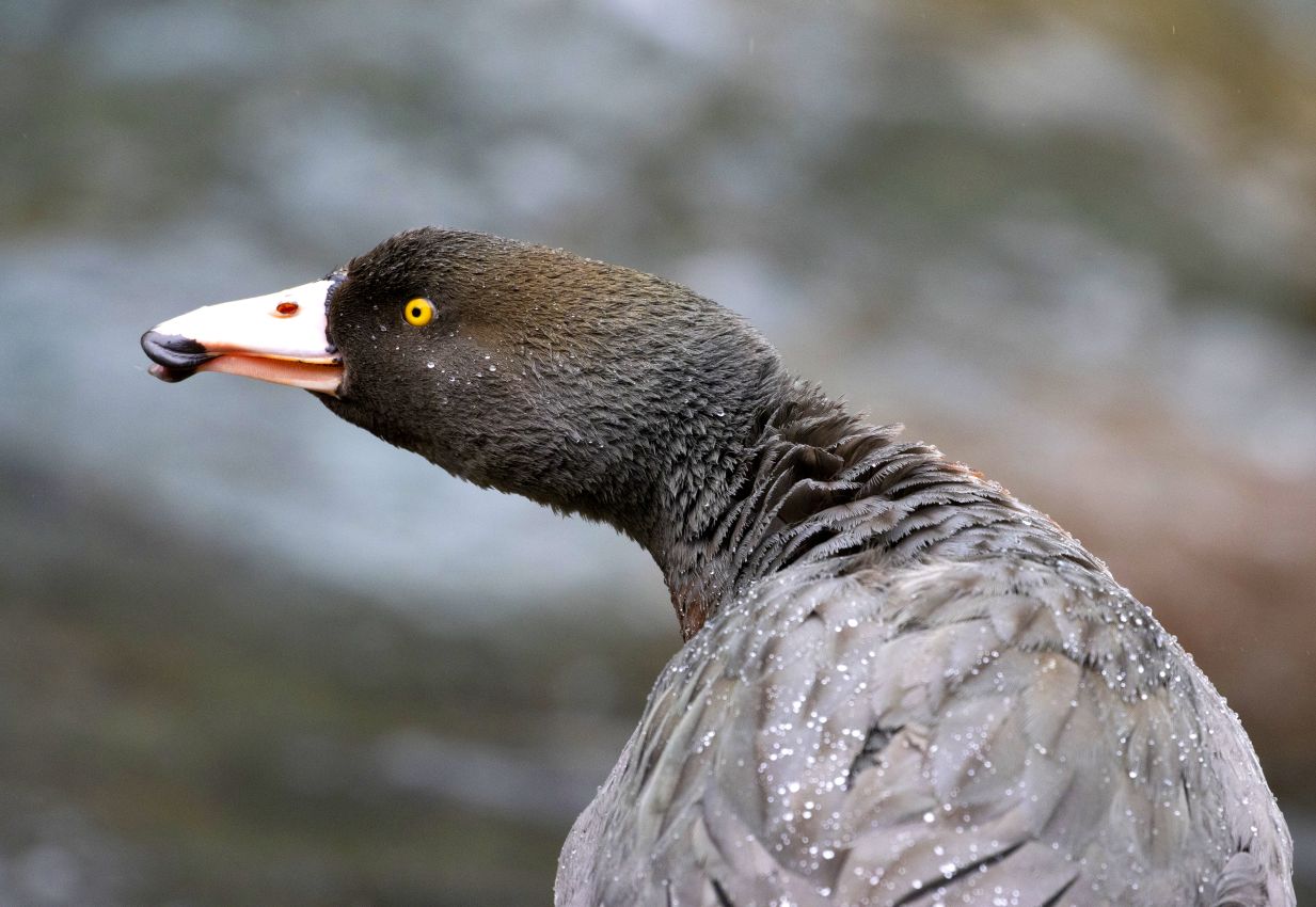 Blue Duck, Whistling, Whakapapanui