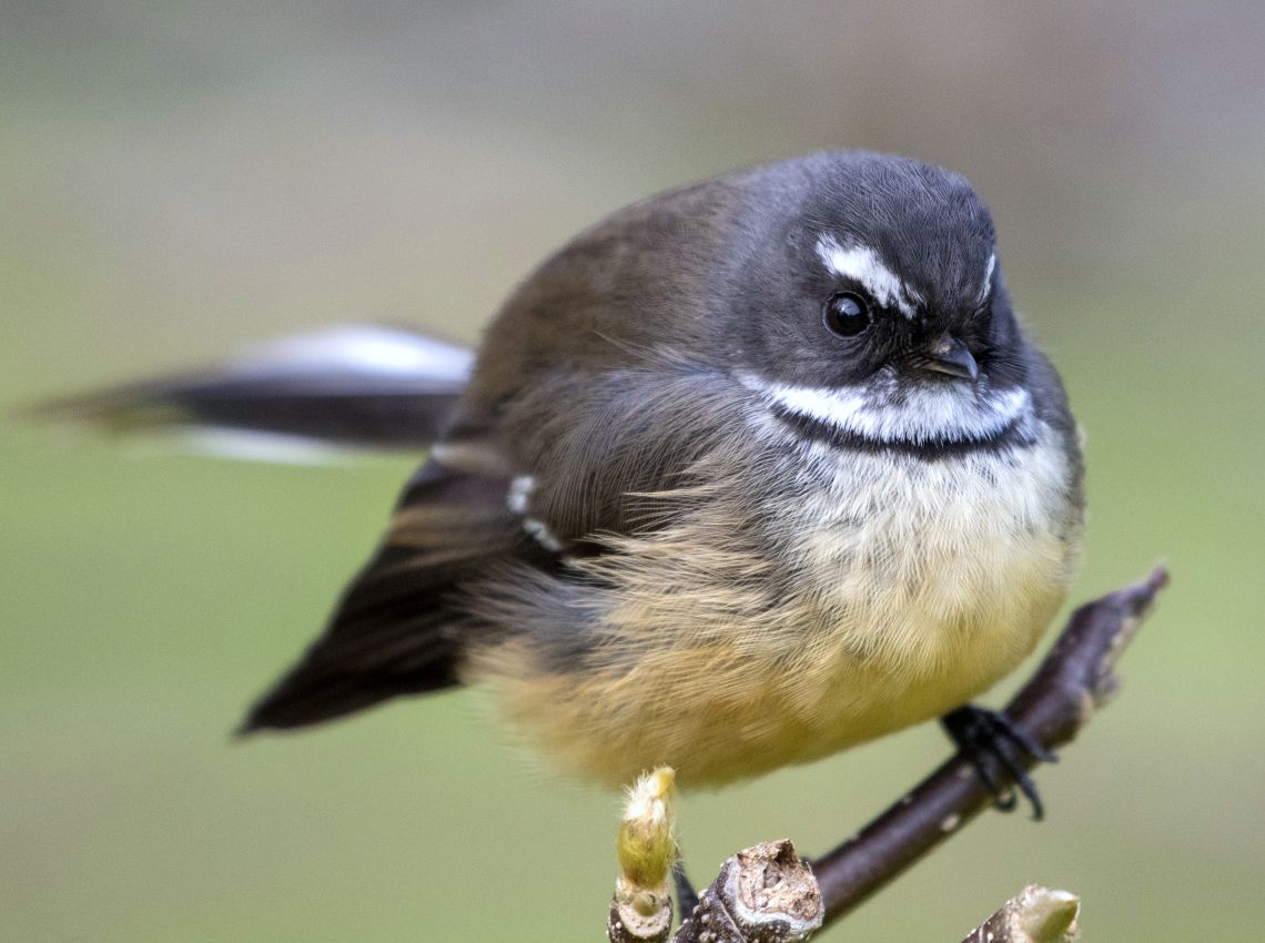 Fantail, Bason Botanic Garden, Whanganui