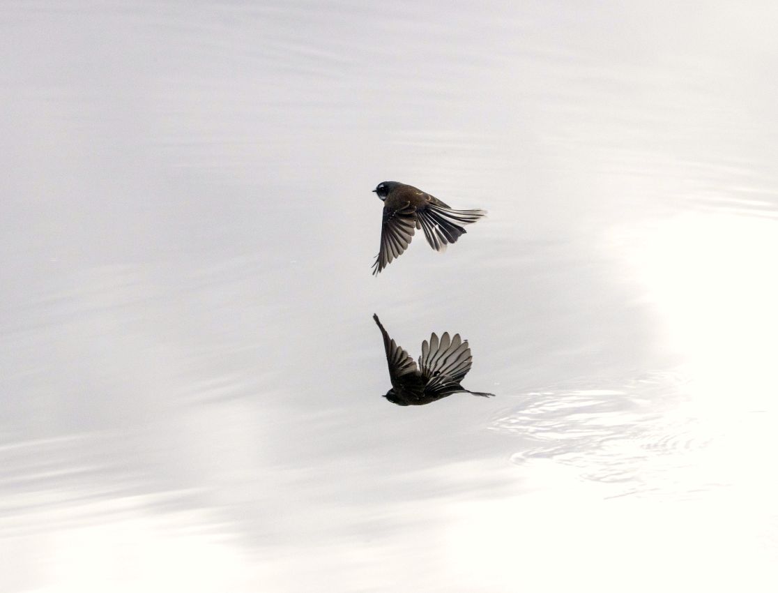 Fantail Flying Reflection, Gumloop Wetland, Wainuiomata