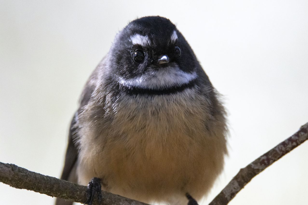 Fantail, Lake Henley Domain, Masterton