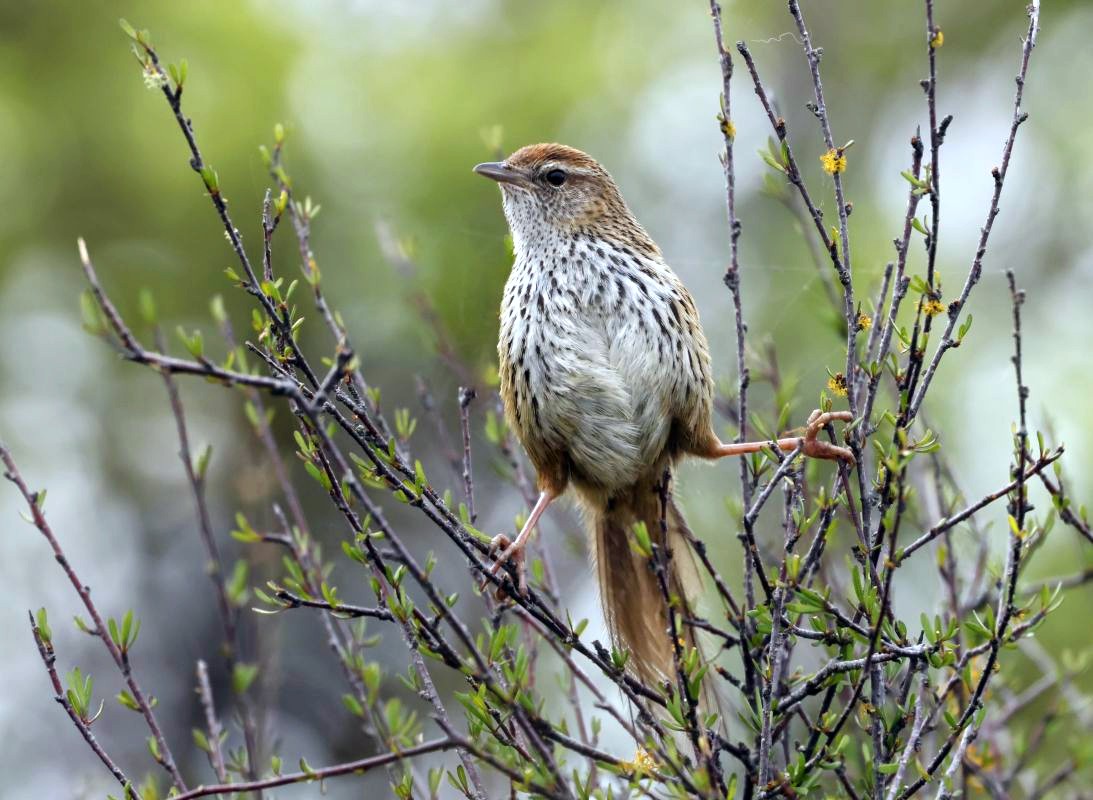 Fernbird, Pauatahanui