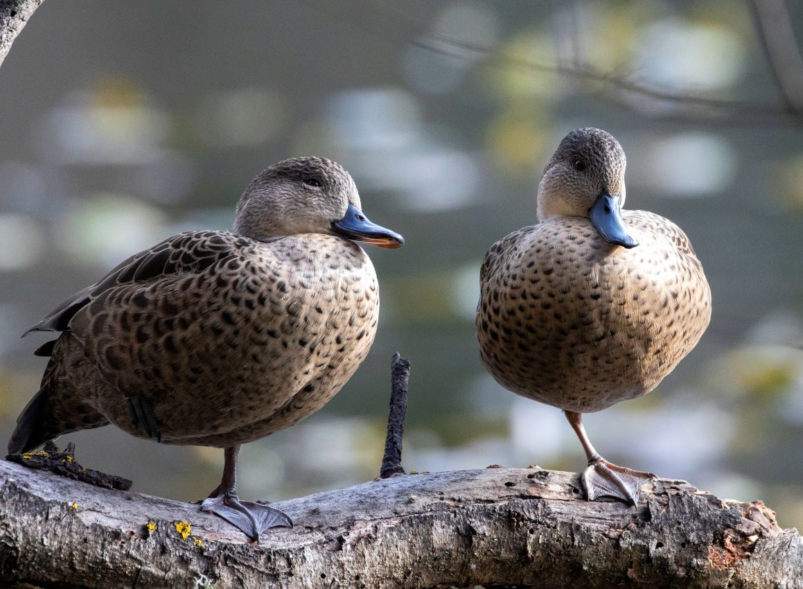 Grey Teal Pair, Virginia Lake, Whanganui