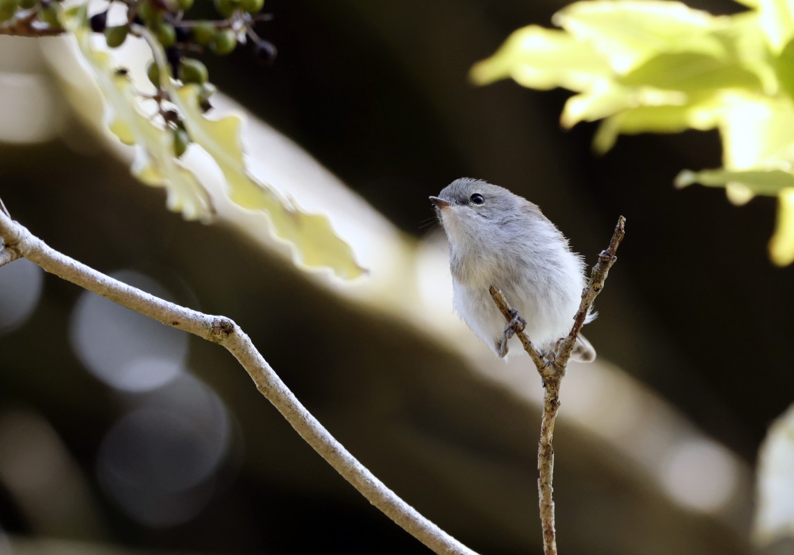Grey Warbler, Manor Park