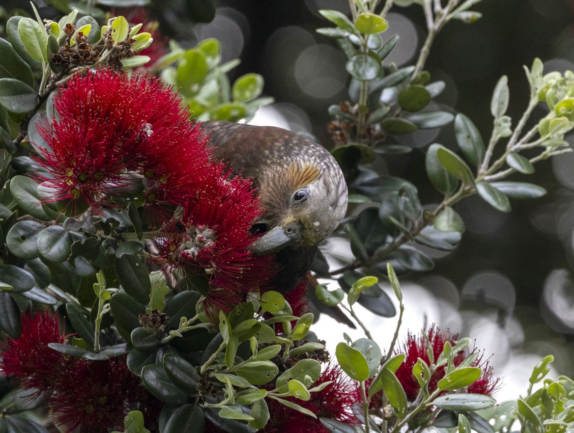 Kākā, Ludlam Park