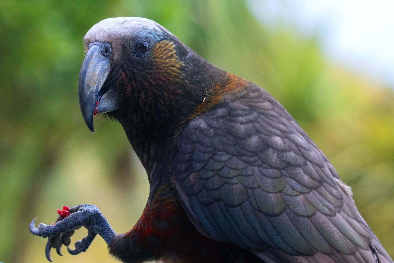 Kākā, Stewart Island