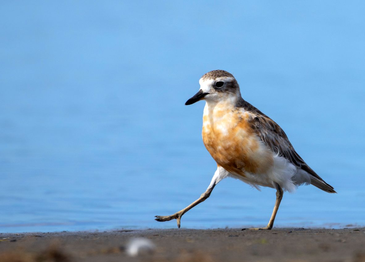 New Zealand Dotterel, Waikanae Spit