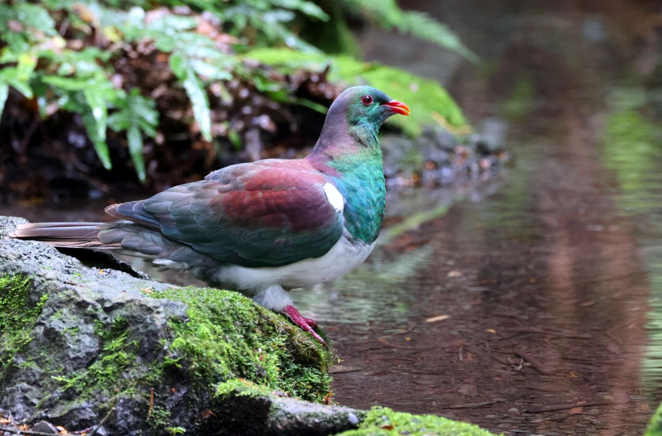 New Zealand Pigeon, Christchurch Botanic Garden