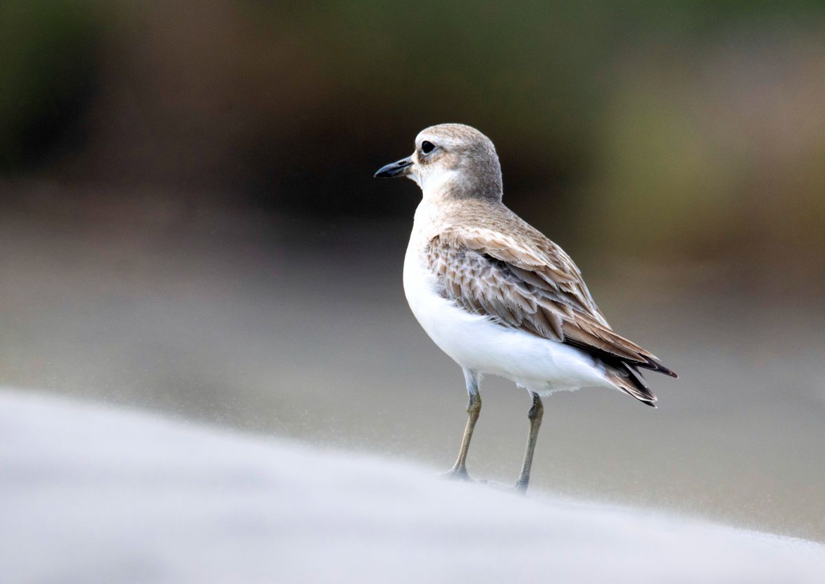 New Zealand Dotterel, Waikanae Estuary