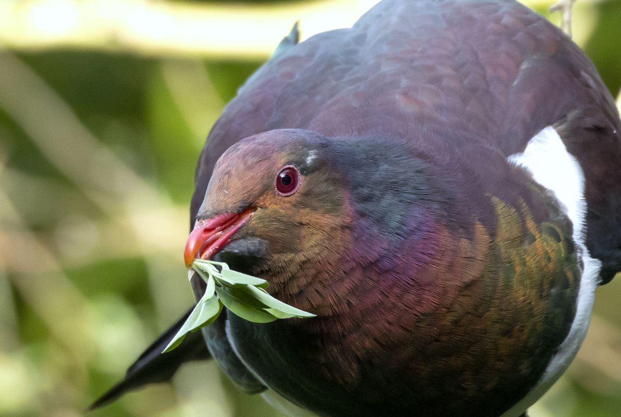 New Zealand Pigeon, Bushy Park, Whanganui