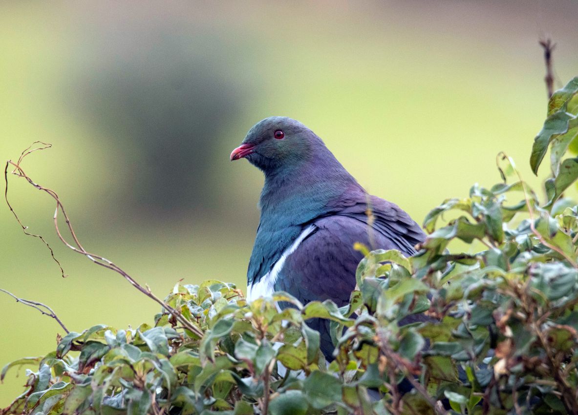 New Zealand Pigeon, Stewart Island