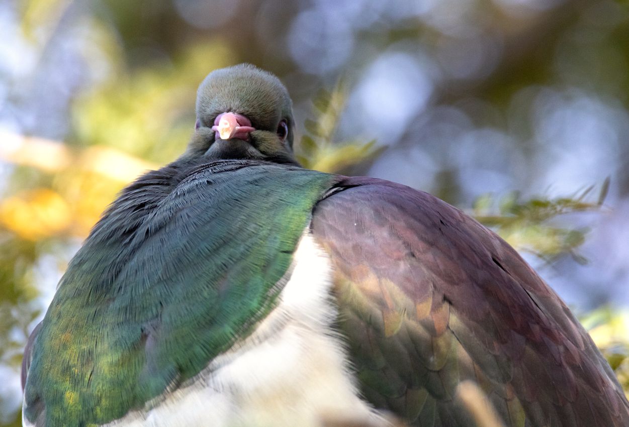 New Zealand Pigeon, Wellington Botanic Gardens