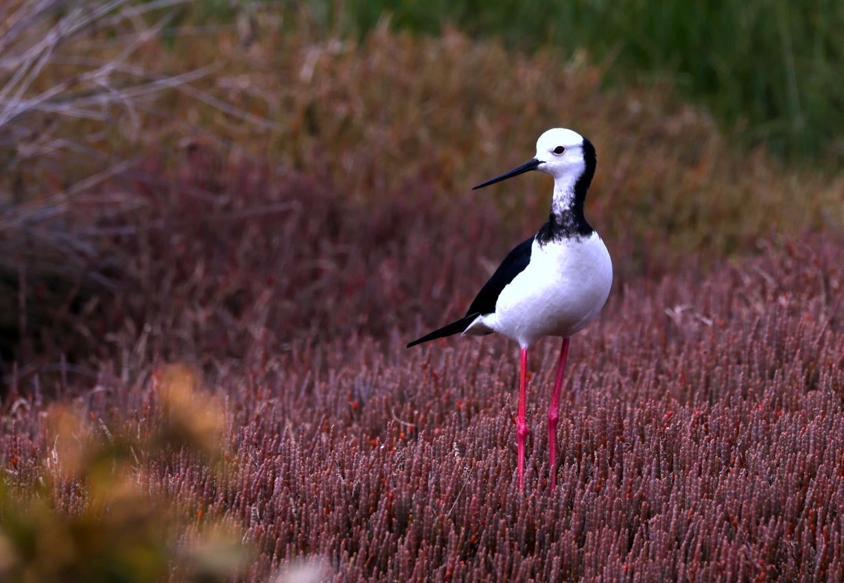 Pied Stilt, Shakespear Park, Auckland