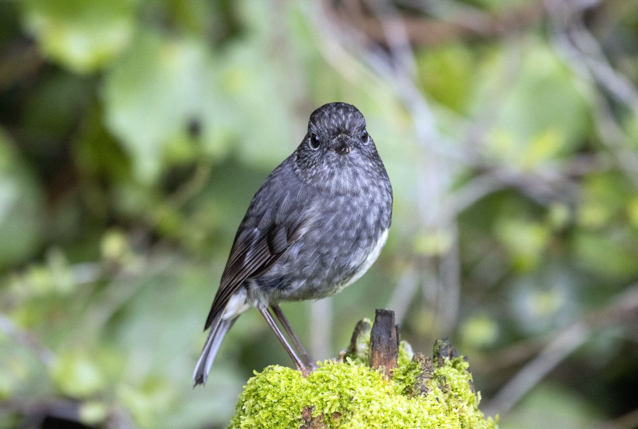 Robin on Post, Bushy Park, Whanganui
