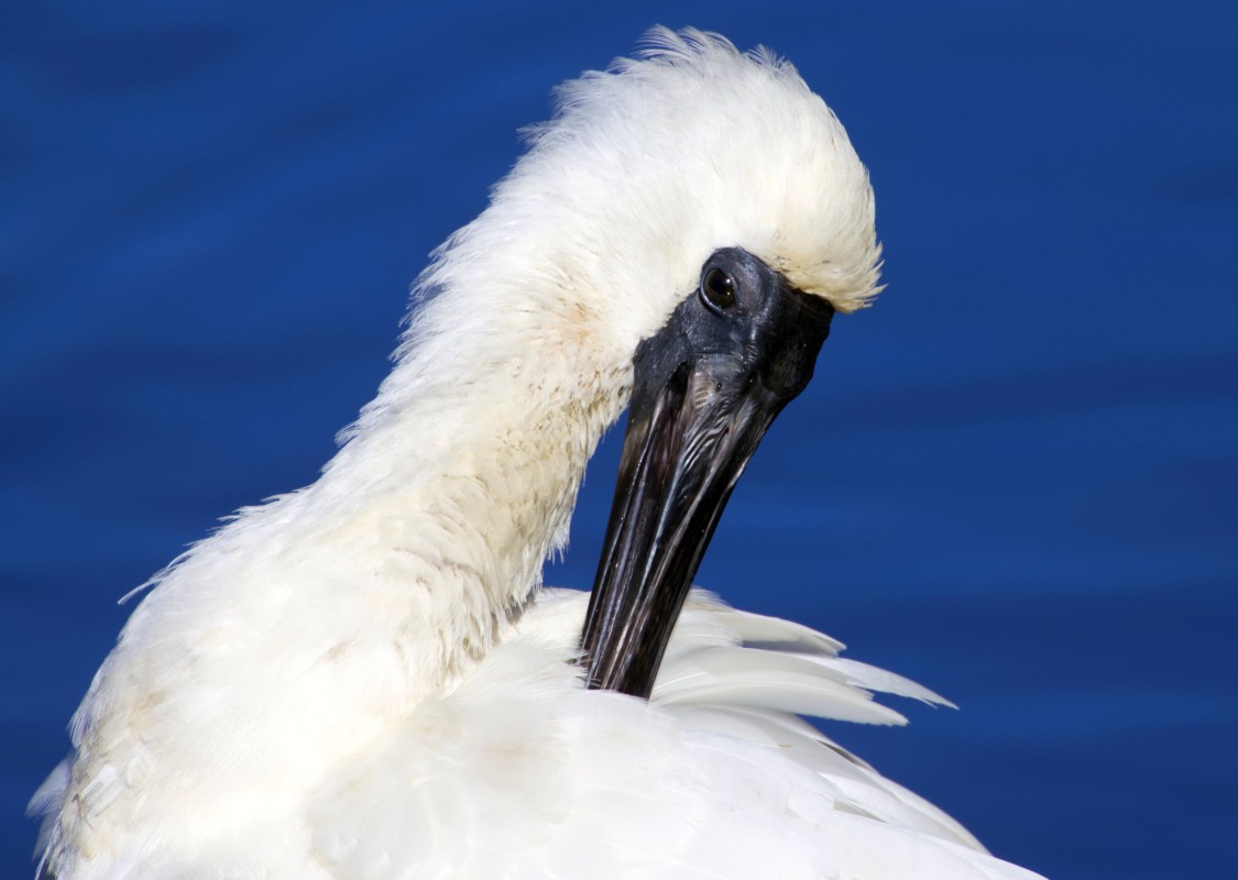 Royal Spoonbill Preening, Waikanae Estuary