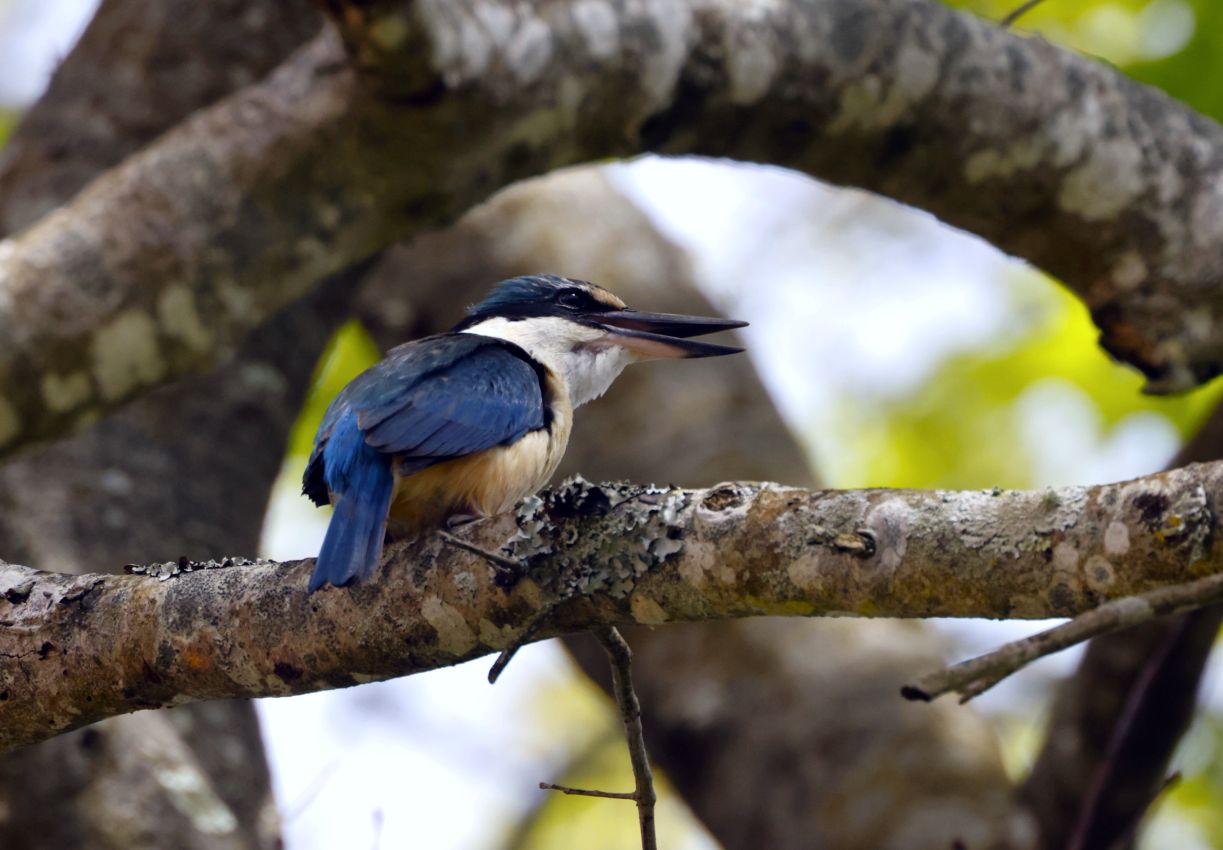 Sacred Kingfisher, Lower Hutt