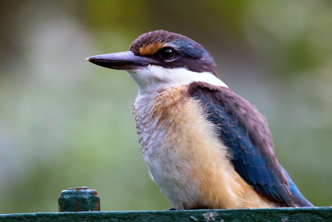 Sacred Kingfisher, Lower Hutt
