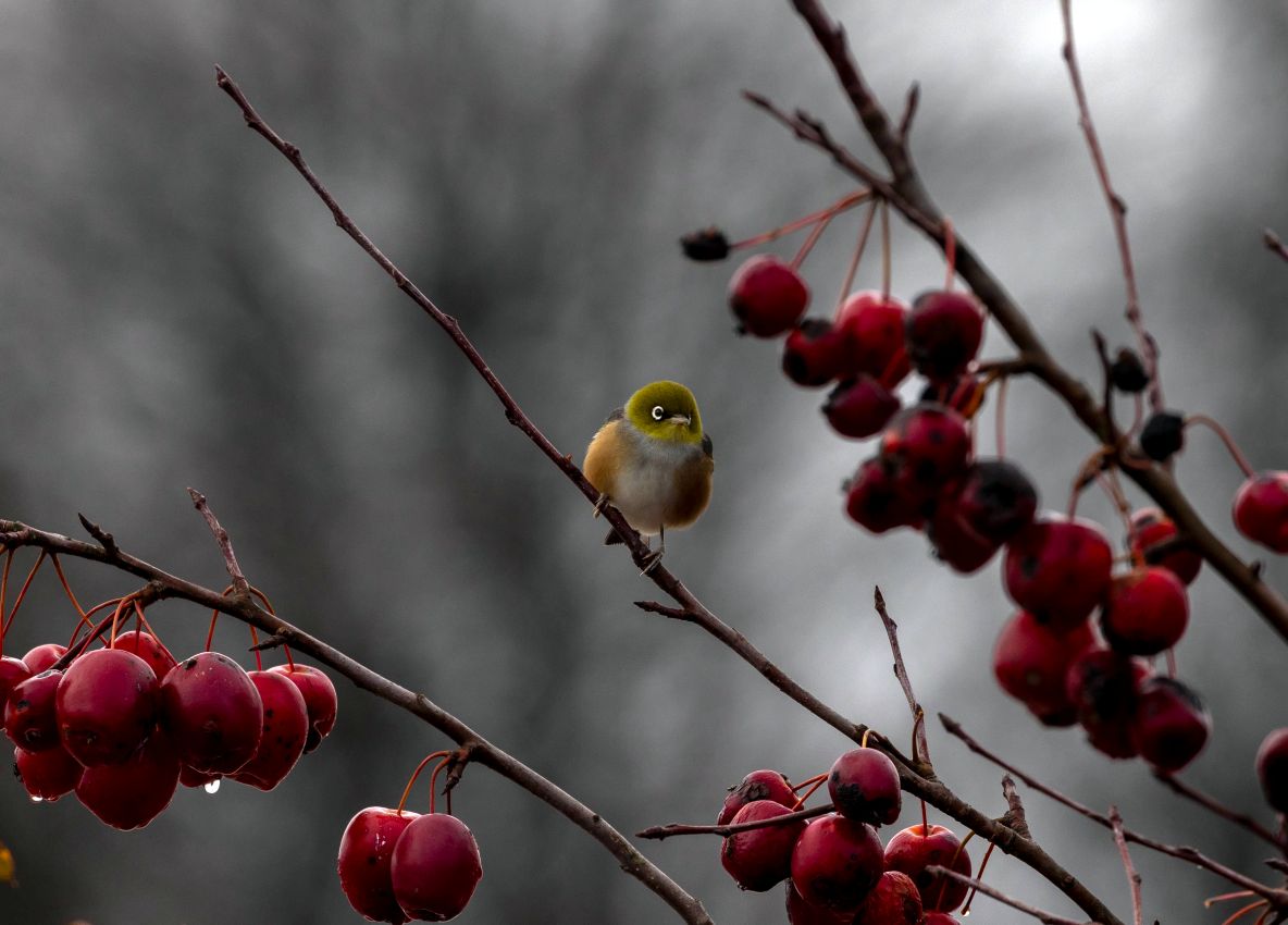 Silvereye in Crab Apple, Greytown