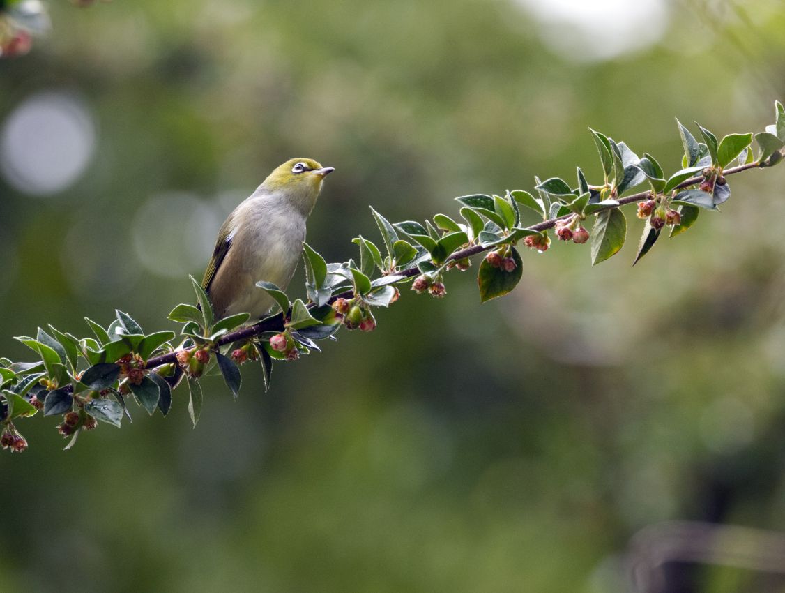 Silvereye, Mt Ruapehu
