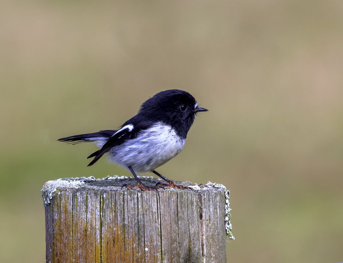 Tomtit, Fensham Reserve, Carterton