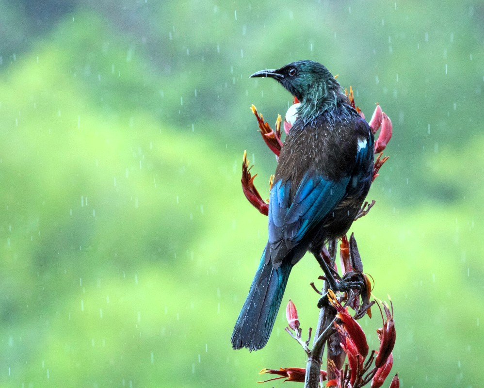 Tui in Flax, Huka Falls