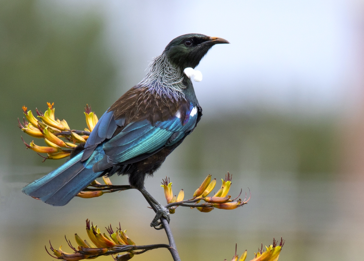 Tui on Flax, Hutt River