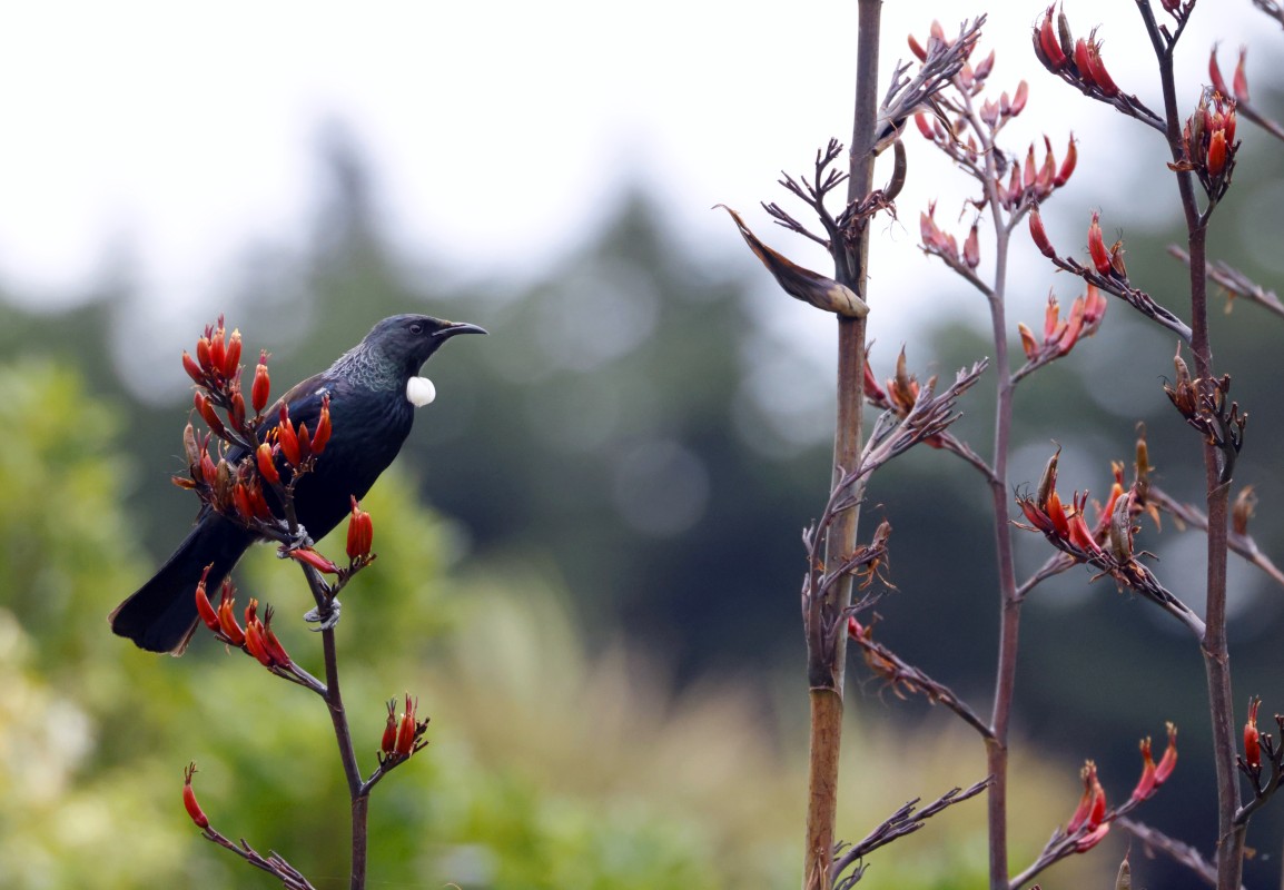 Tui, Waitarere