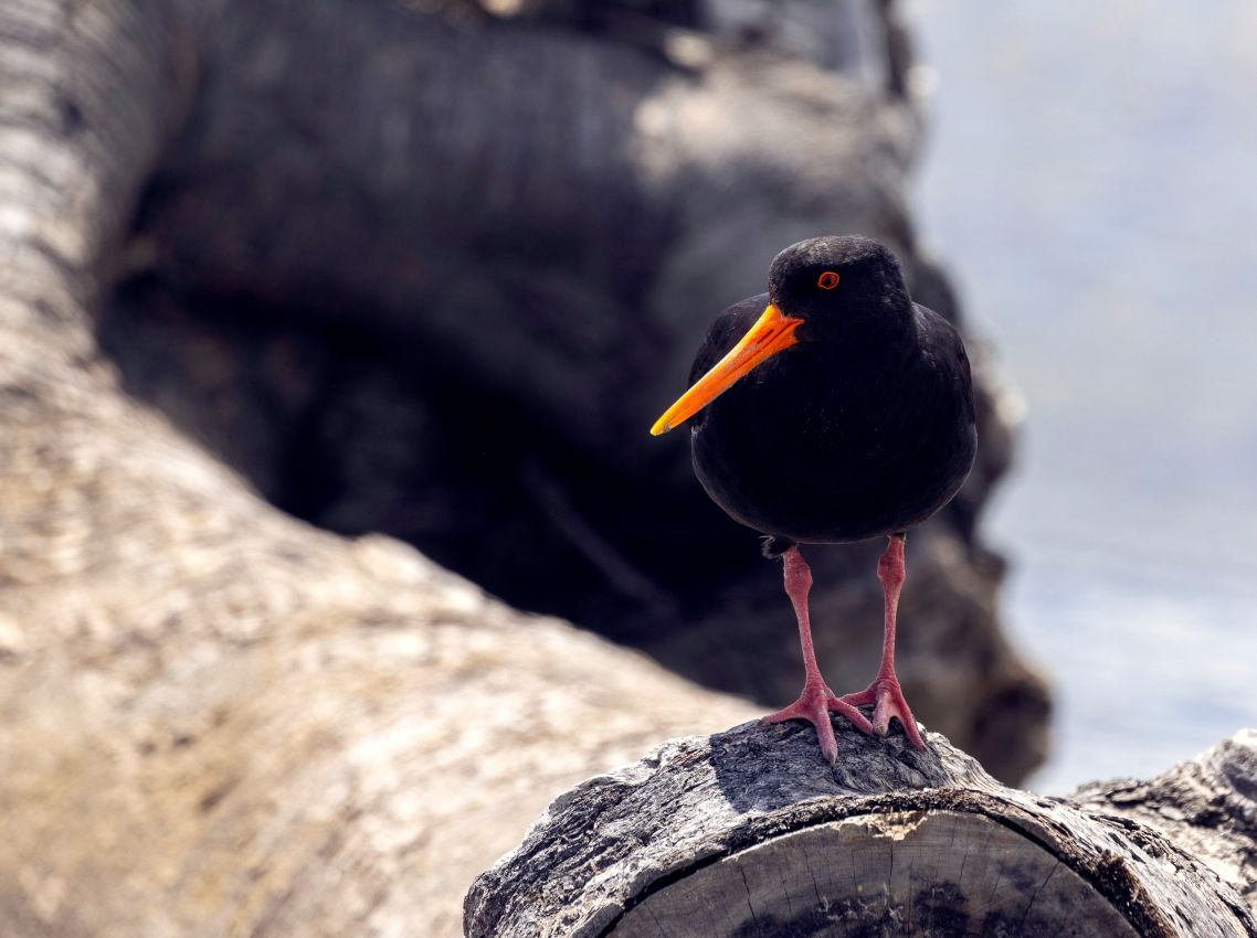 Variable Oystercatcher on Log, Hokio Beach