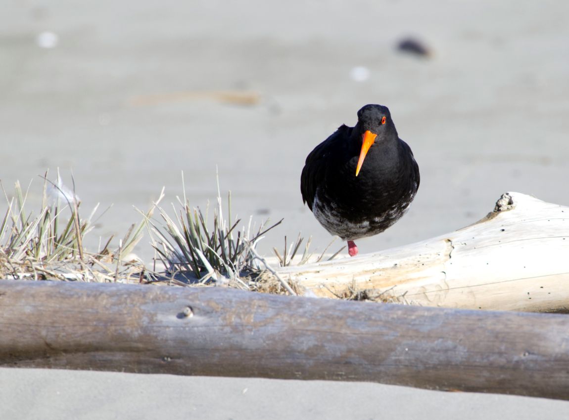 Variable Oystercatcher, Waikanae Beach