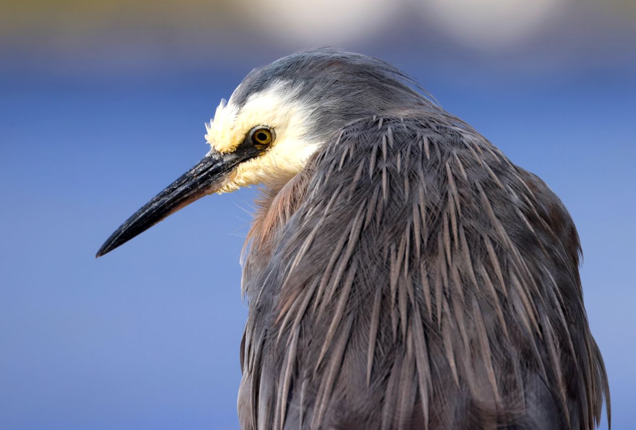White-faced Heron Portrait, Hutt Estuary